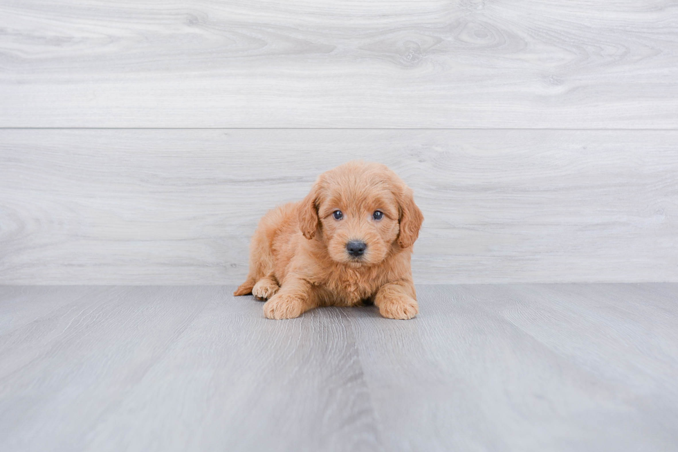 Mini Goldendoodle Puppy for Adoption