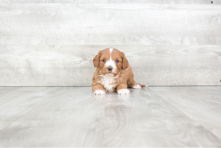 Adorable Cavoodle Poodle Mix Puppy