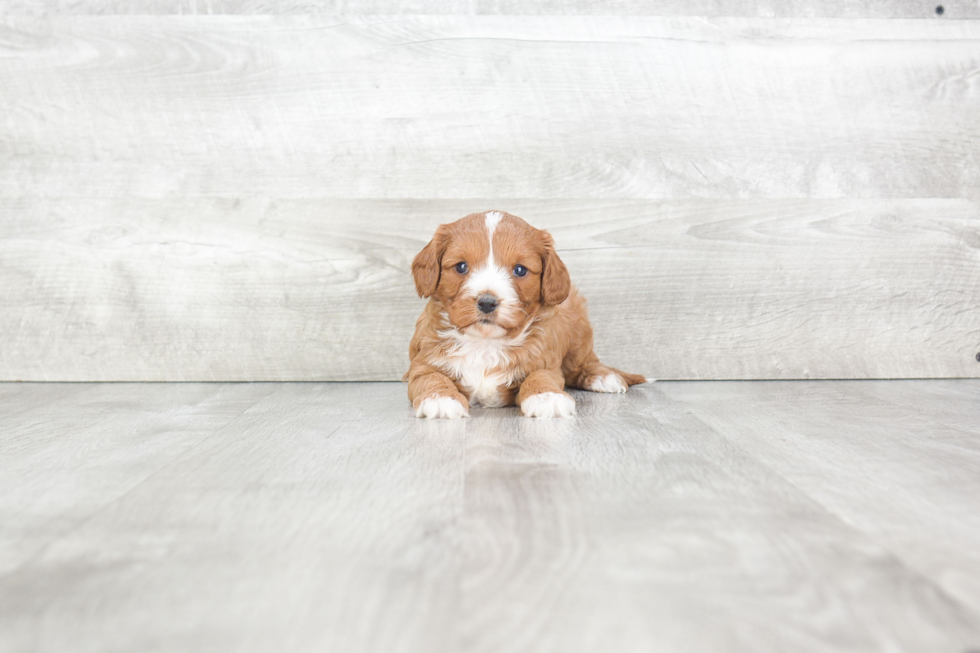 Adorable Cavoodle Poodle Mix Puppy