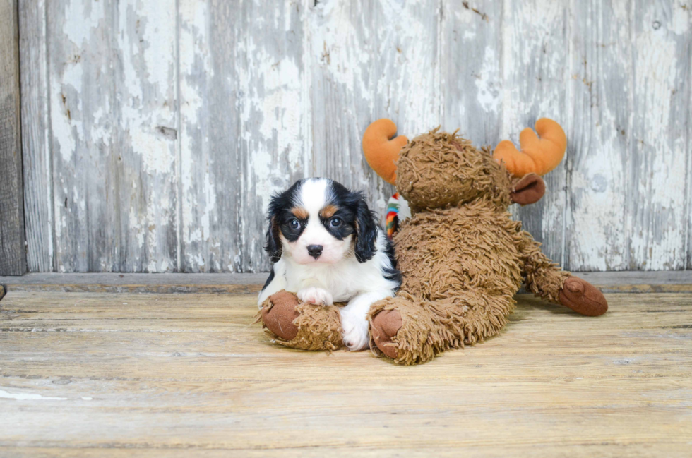 Cavalier King Charles Spaniel Pup Being Cute