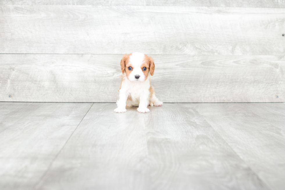 Playful Cavalier King Charles Spaniel Purebred Pup