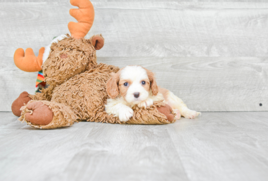 Happy Cavalier King Charles Spaniel Purebred Puppy