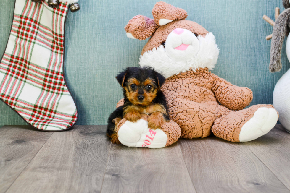 Meet Joey - our Yorkshire Terrier Puppy Photo 