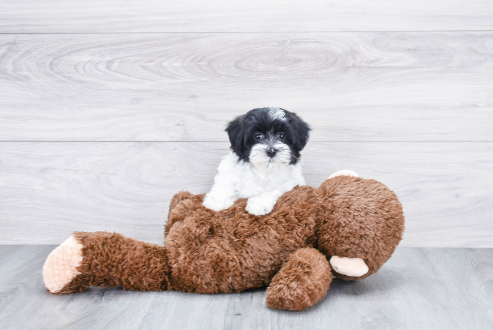 Popular Havanese Baby