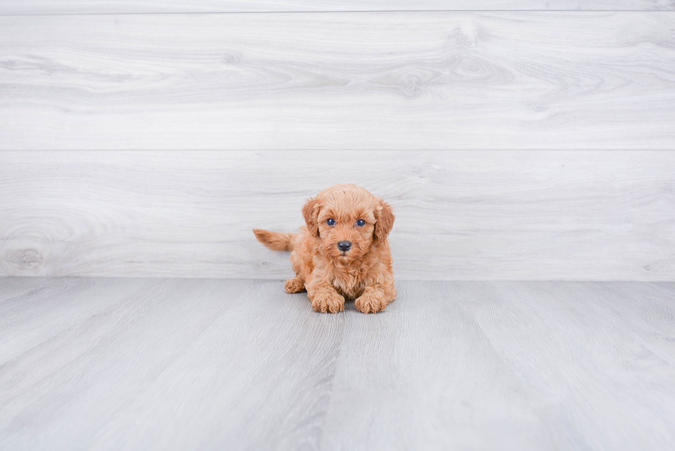 Mini Goldendoodle Pup Being Cute