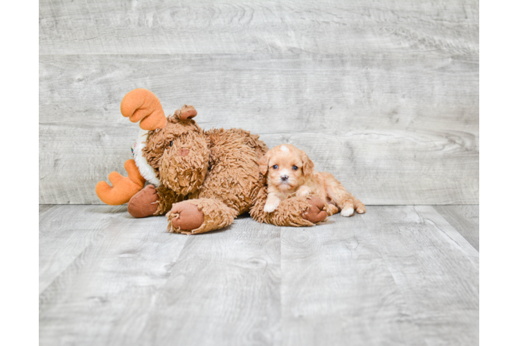 Cavapoo Pup Being Cute