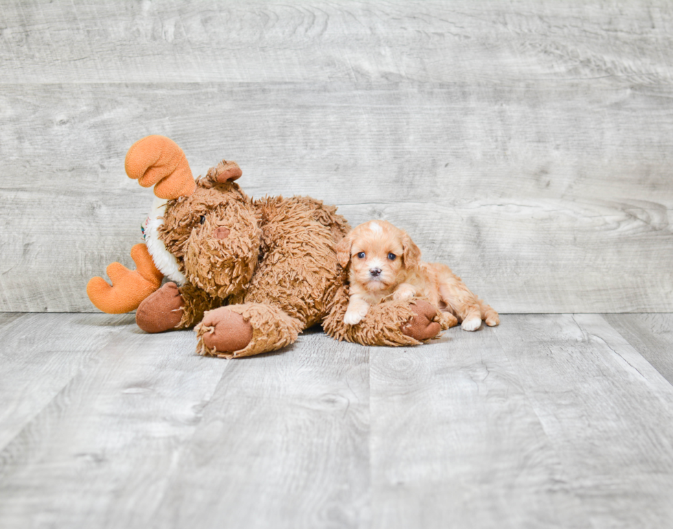 Cavapoo Pup Being Cute