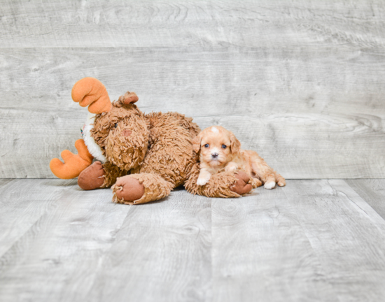 Cavapoo Pup Being Cute