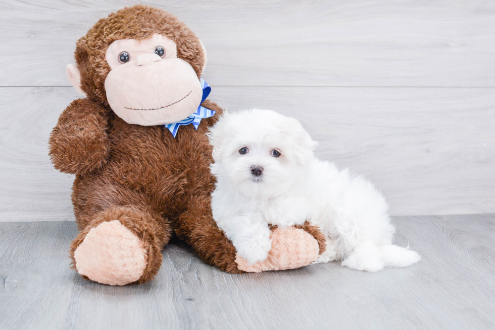 Little Maltese Purebred Pup