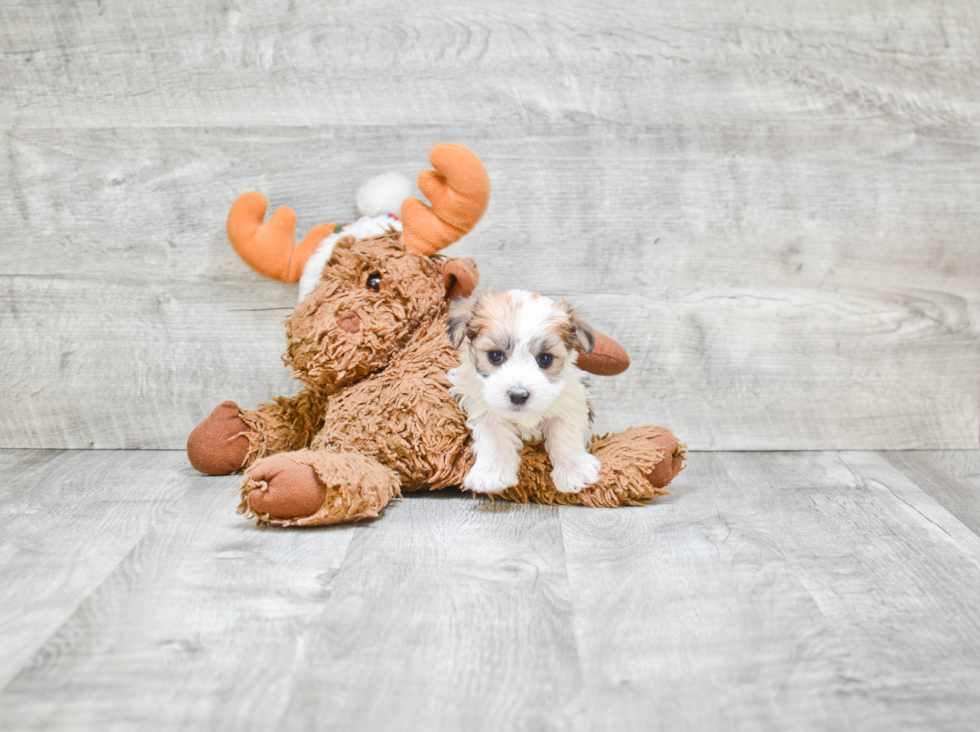 Friendly Morkie Baby