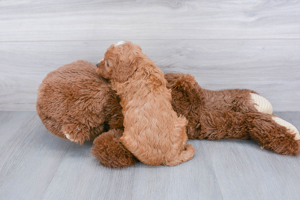 Cavapoo Pup Being Cute