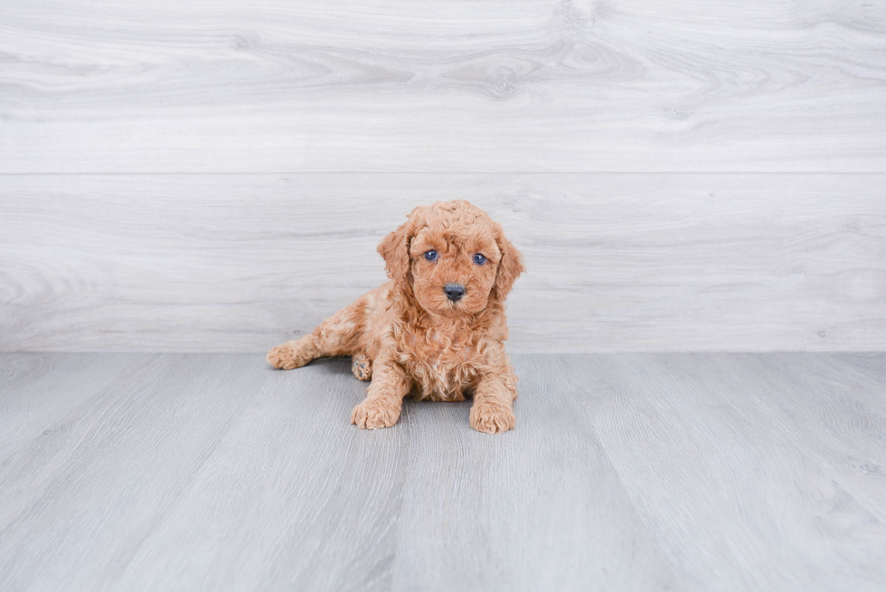 Friendly Cockapoo Baby