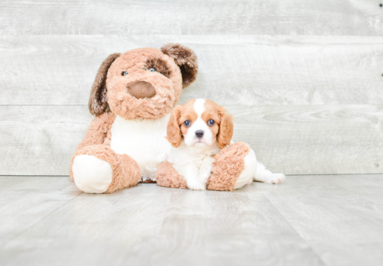 Best Cavalier King Charles Spaniel Baby