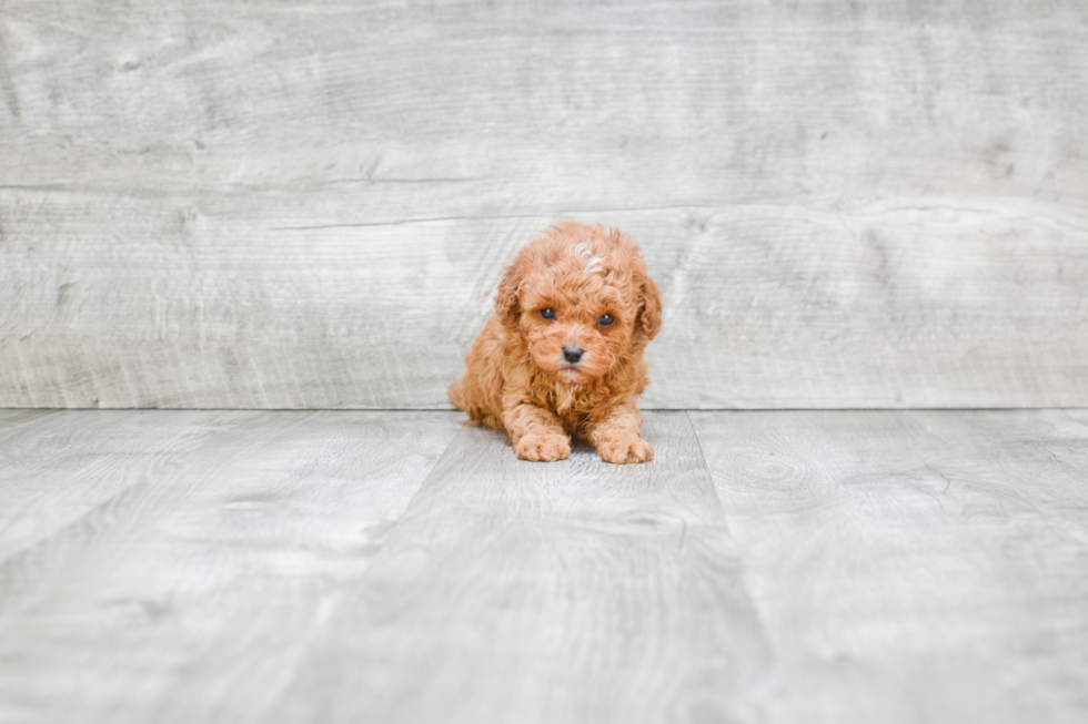 Cavapoo Pup Being Cute