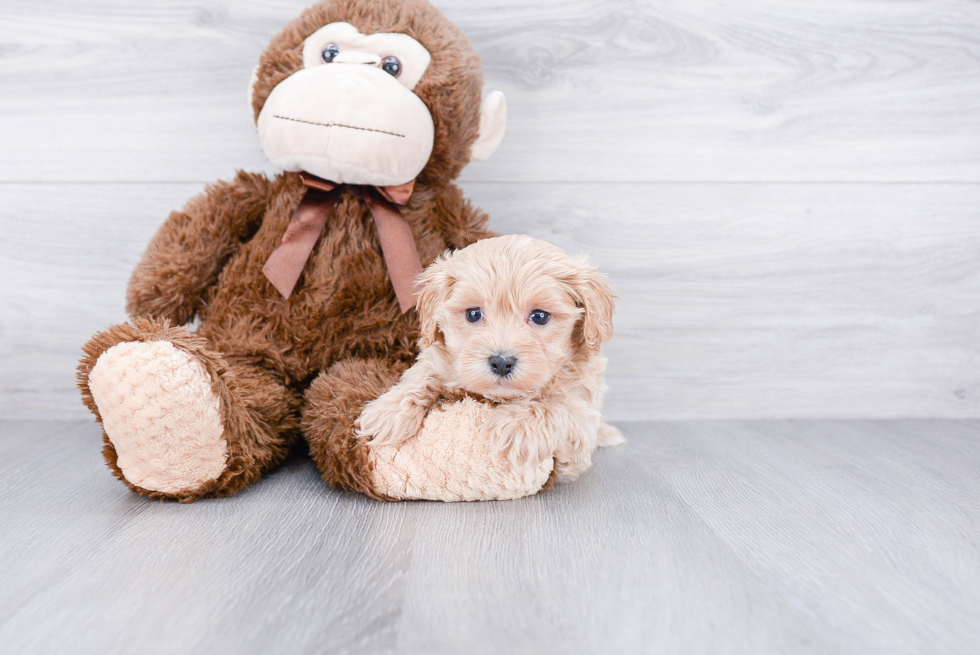 Popular Maltipoo Poodle Mix Pup