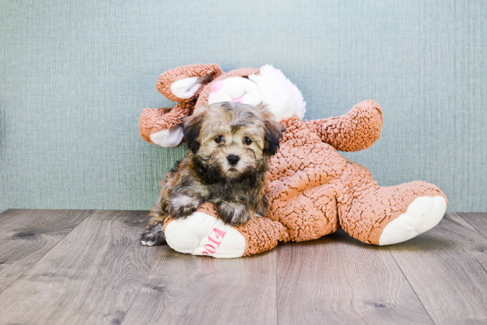 Best Havanese Baby