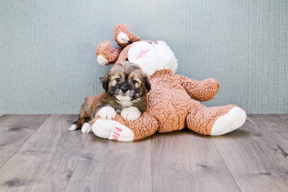 Best Havanese Baby