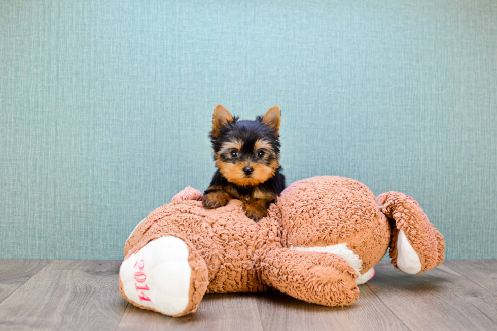 Meet Sterling Archer - our Yorkshire Terrier Puppy Photo 