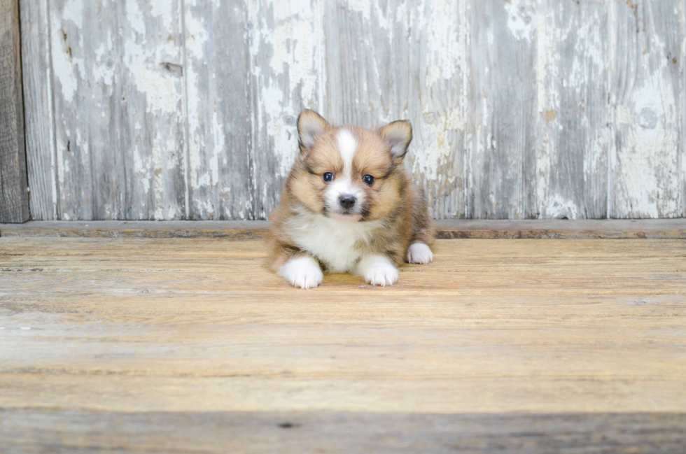 Happy Pomeranian Purebred Puppy