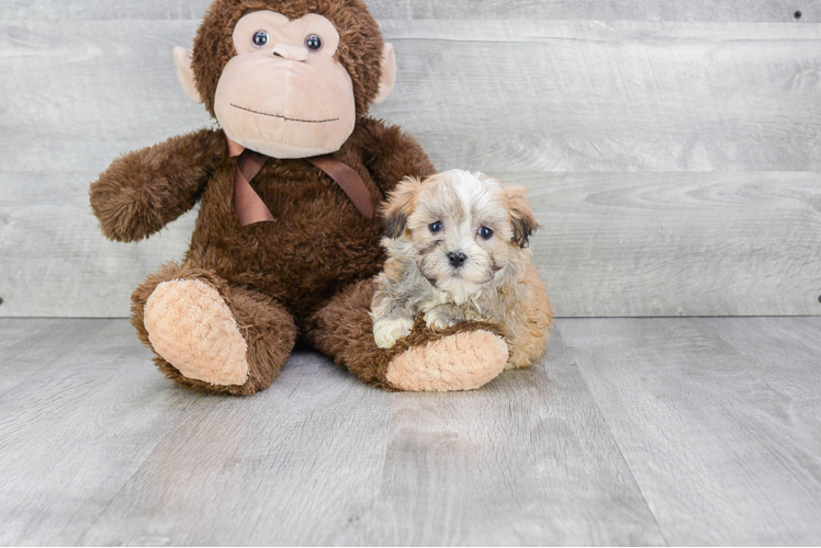 Havanese Puppy for Adoption