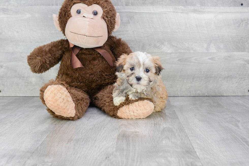 Havanese Puppy for Adoption