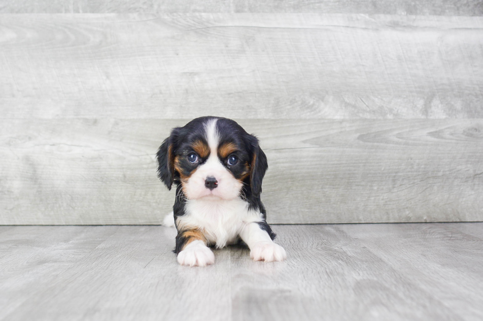 Cavalier King Charles Spaniel Puppy for Adoption