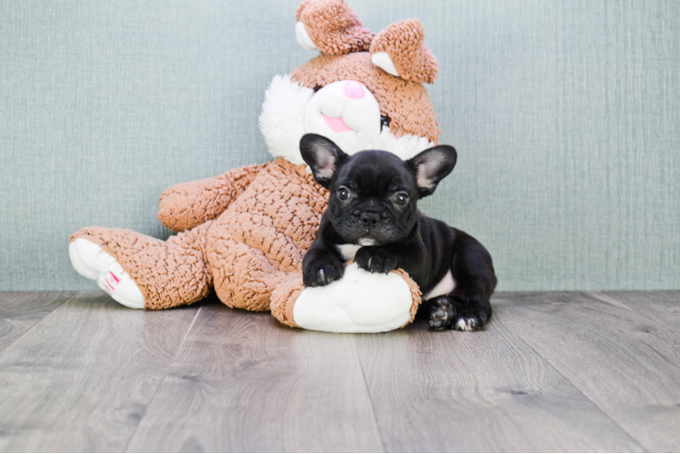 Playful French Bulldog Purebred Pup