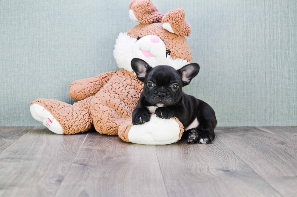 Playful French Bulldog Purebred Pup