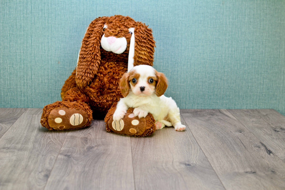 Smart Cavalier King Charles Spaniel Purebred Puppy