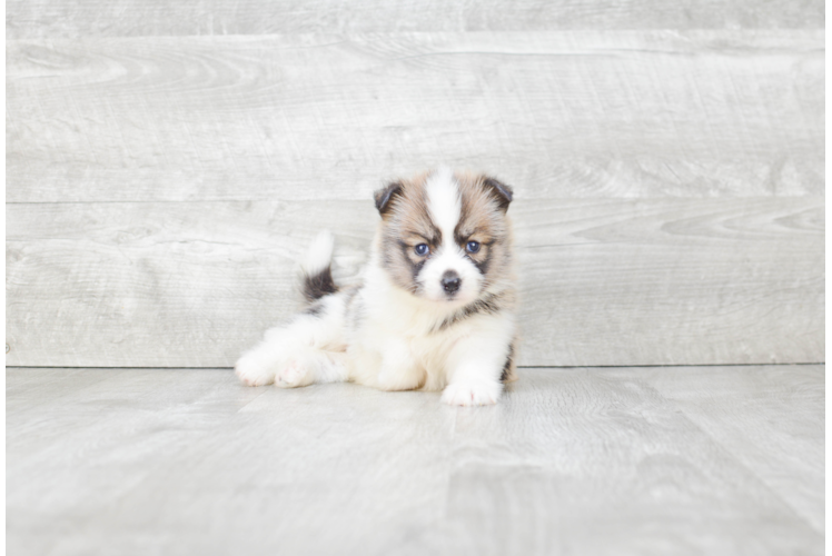 Popular Pomsky Designer Pup