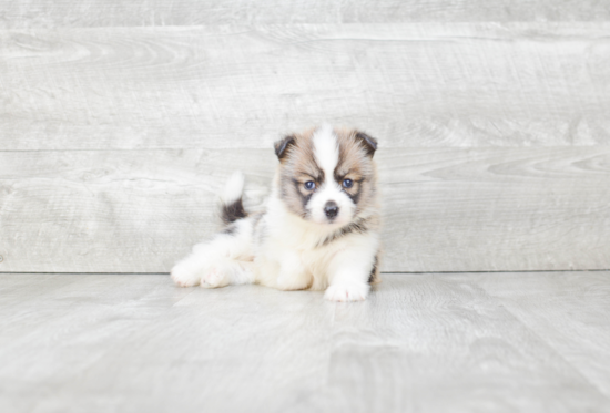 Popular Pomsky Designer Pup