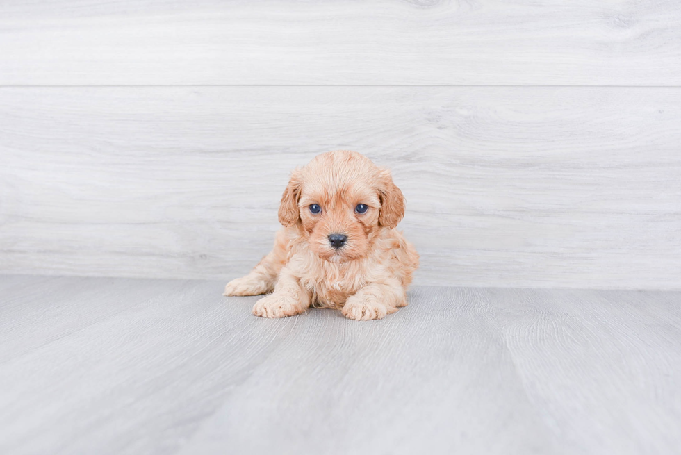 Cavapoo Pup Being Cute