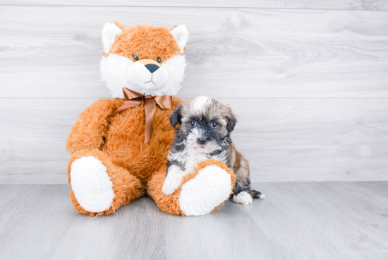 Havanese Pup Being Cute