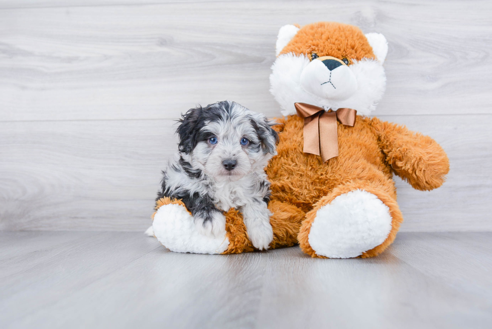 Fluffy Mini Aussiedoodle Poodle Mix Pup