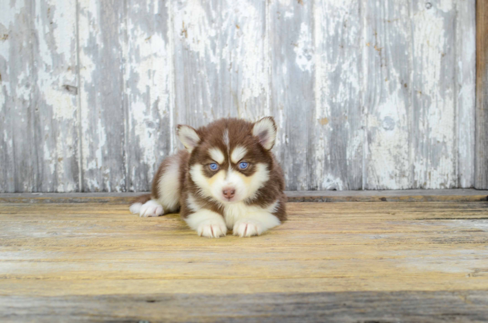 Playful Mini Husky Designer Puppy