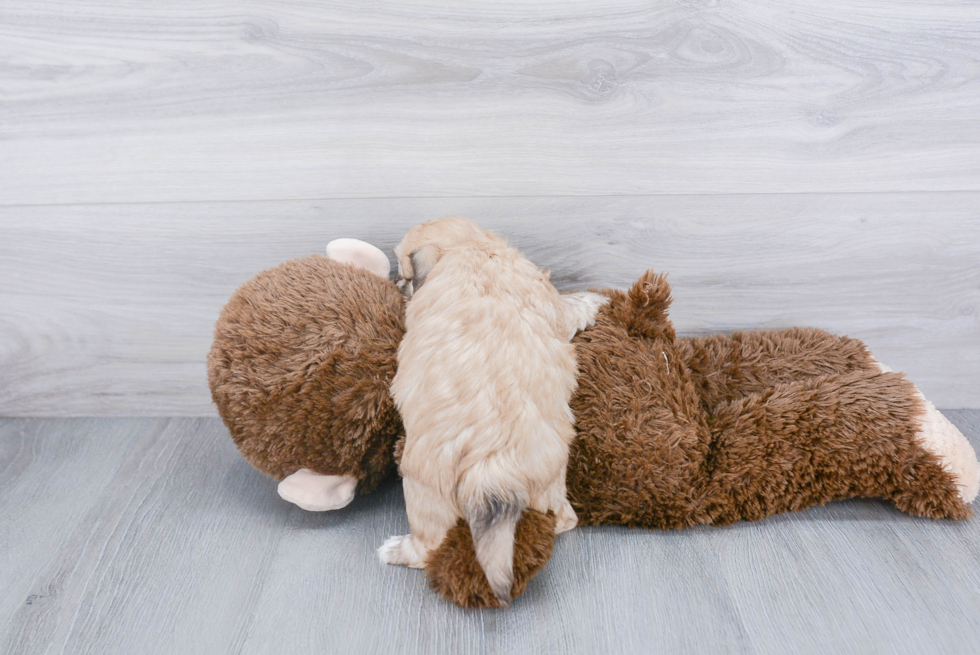 Havanese Pup Being Cute