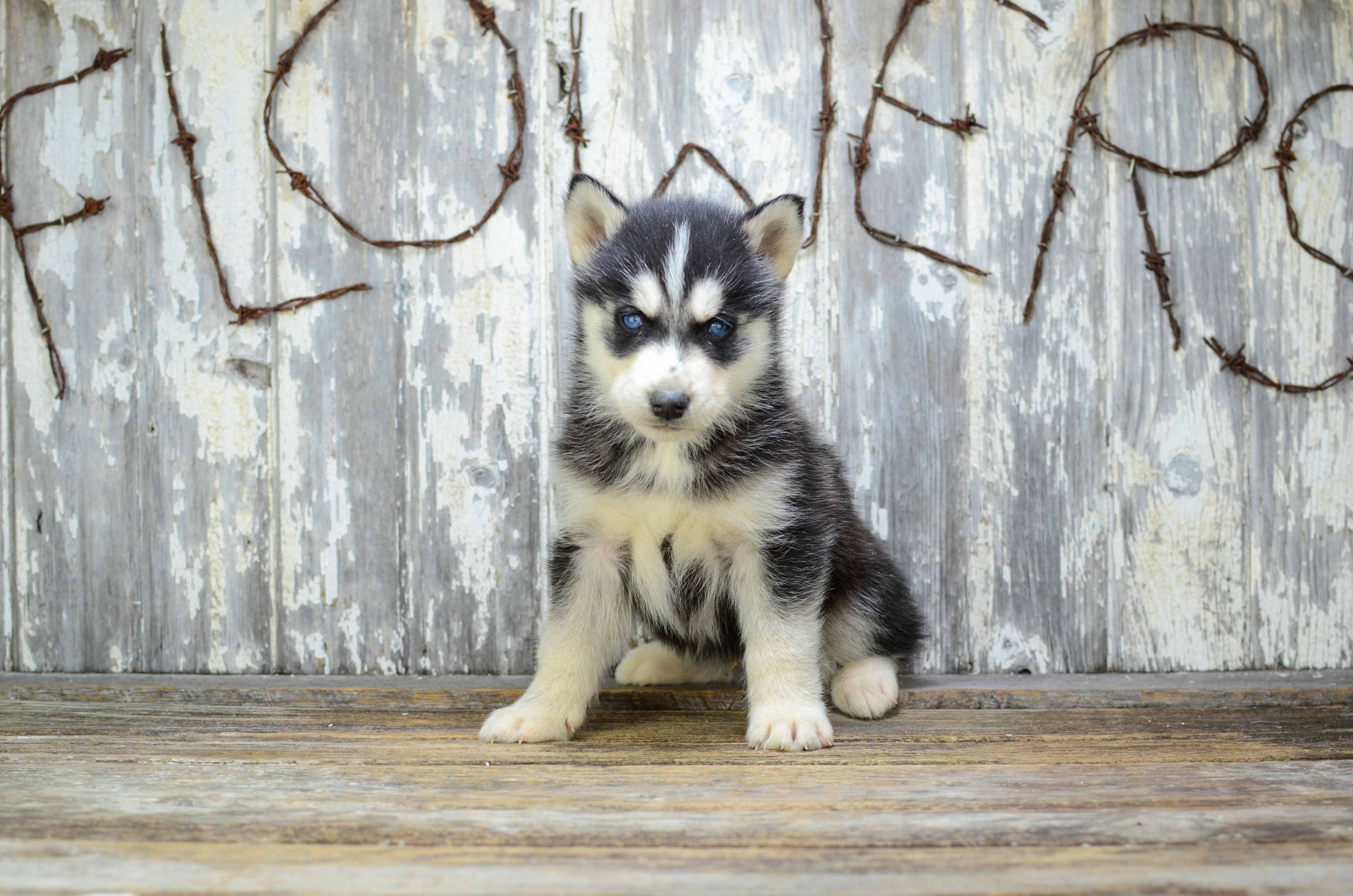 Exotic retailer husky puppy