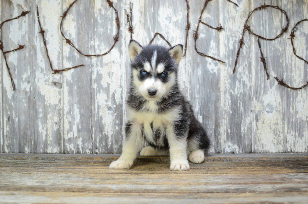 Siberian Husky Puppy for Adoption