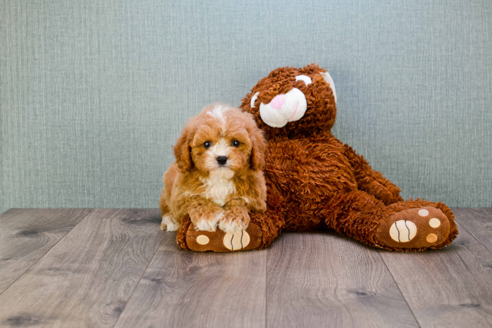 Funny Cavapoo Poodle Mix Pup