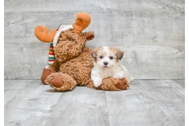 Hypoallergenic Yorkie Designer Puppy