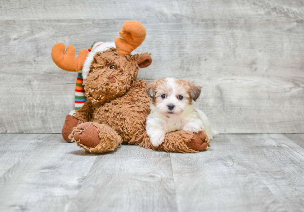 Hypoallergenic Yorkie Designer Puppy