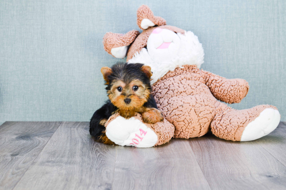 Meet Goldie - our Yorkshire Terrier Puppy Photo 