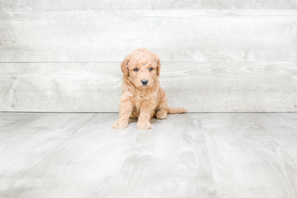 Popular Mini Goldendoodle Poodle Mix Pup