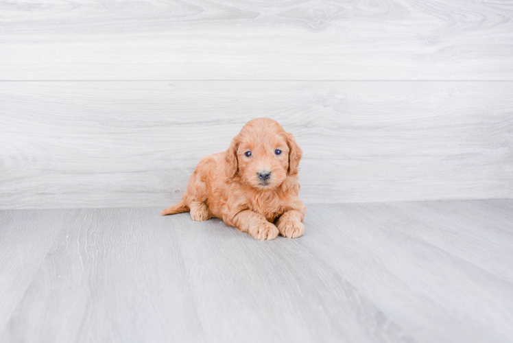 Mini Goldendoodle Pup Being Cute