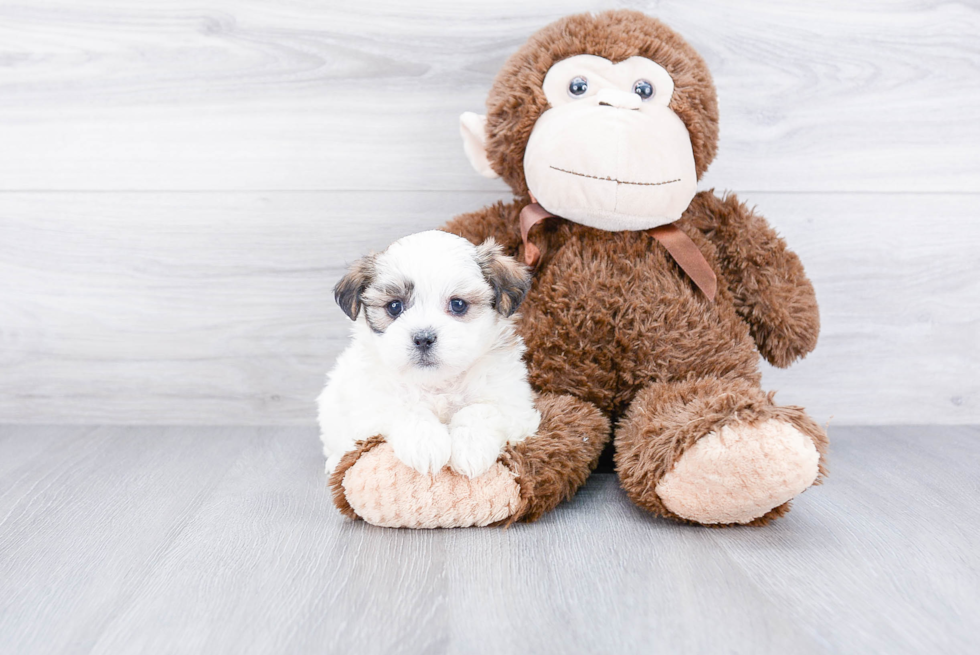 Teddy Bear Pup Being Cute