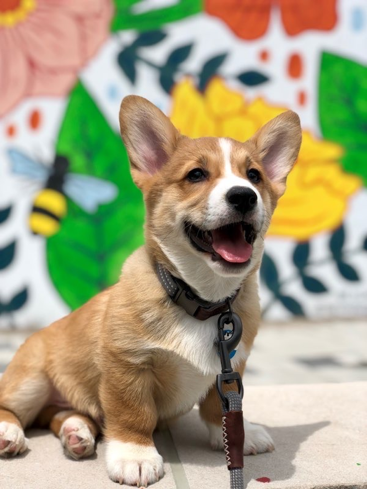 Hypoallergenic Pembroke Welsh Corgi Pup