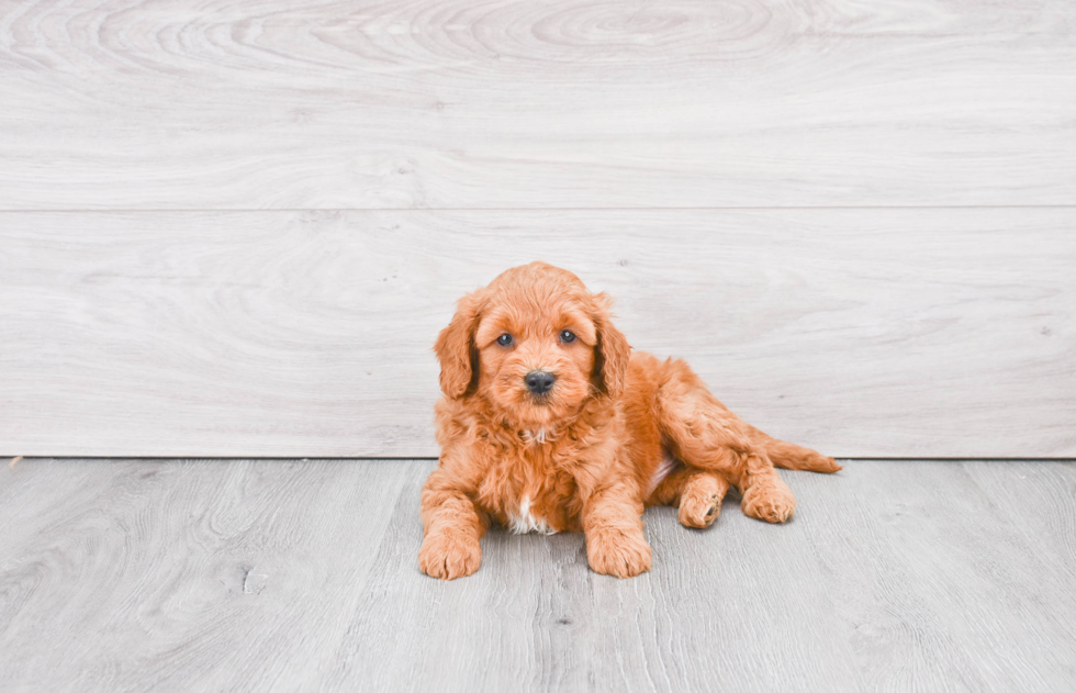 Sweet Mini Goldendoodle Baby