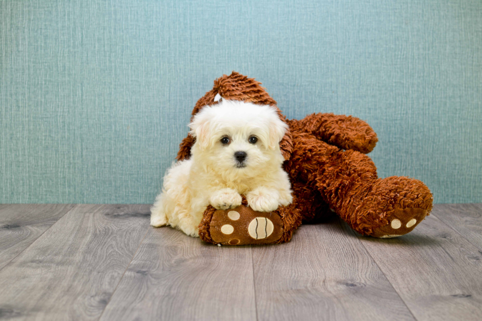 Popular Maltipoo Poodle Mix Pup