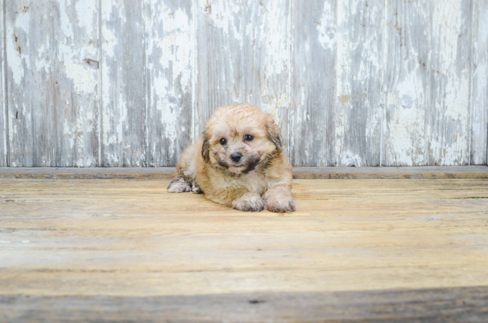 Teddy Bear Pup Being Cute