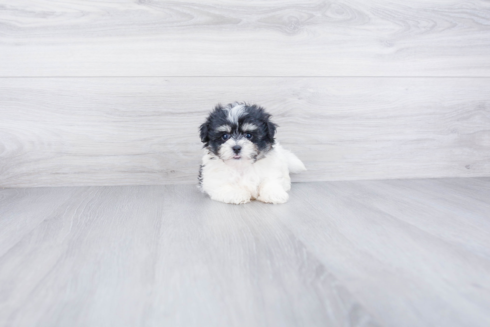 Cute Havanese Purebred Puppy